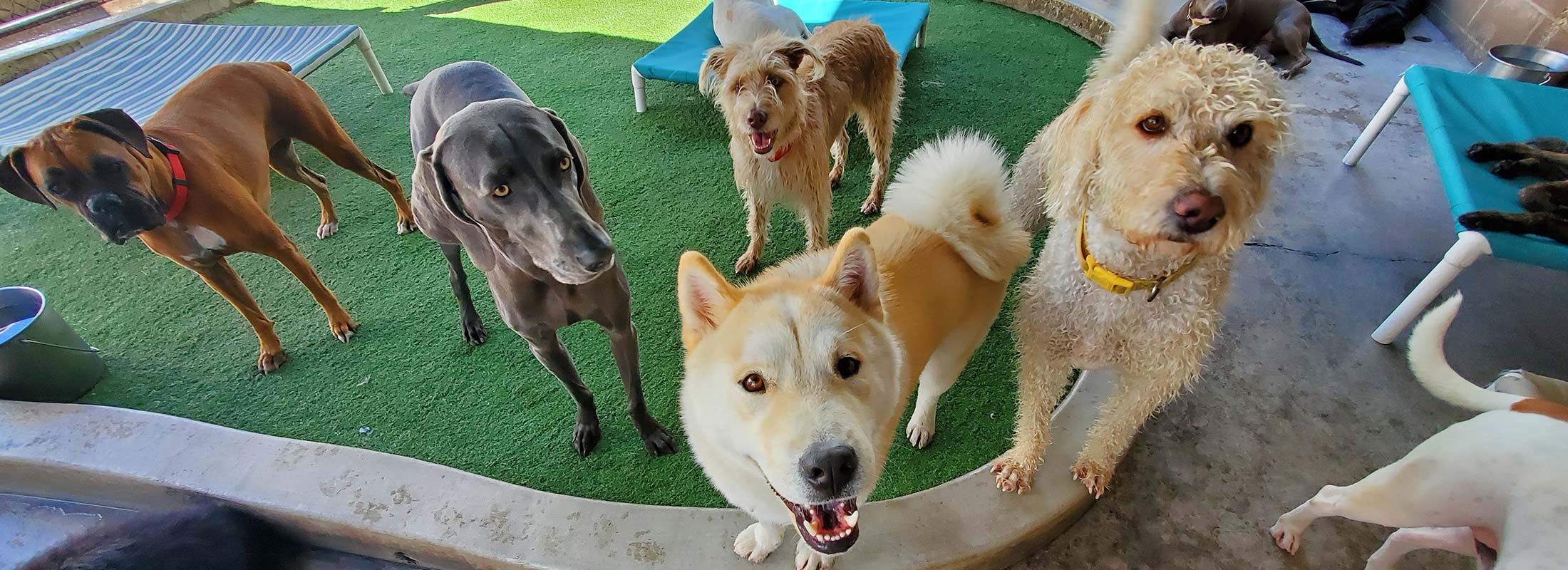 Services page Tails of Hawaii